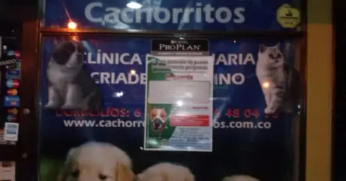 CACHORROS Y CACHORRITOS BELMIRA PLAZA BOGOTÁ CACHORROS Y CACHORRITOS BELMIRA PLAZA BOGOTÁ